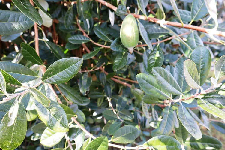 our feijoa tree